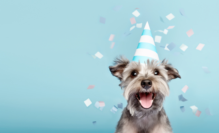 Pet Etiquette | Pet Party | Cute happy dog celebrating at a birthday party, wearing a party hat with falling confetti