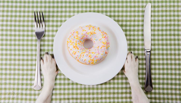 Dining Etiquette for your pets