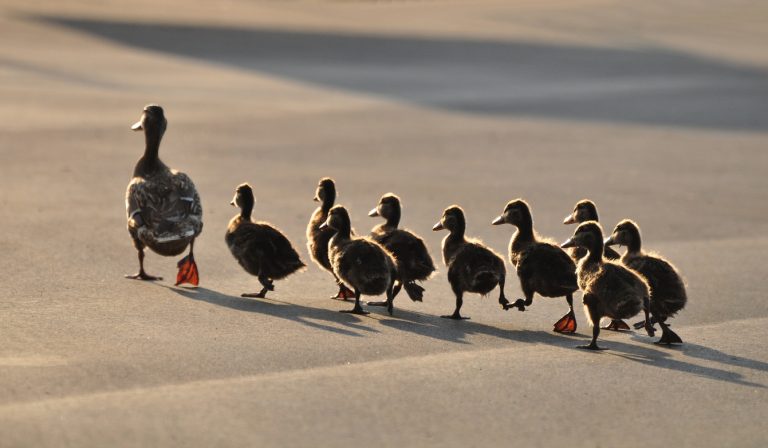 Leadership Skills