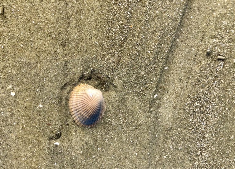 What a Hunt for Seashells Can Teach You About Life