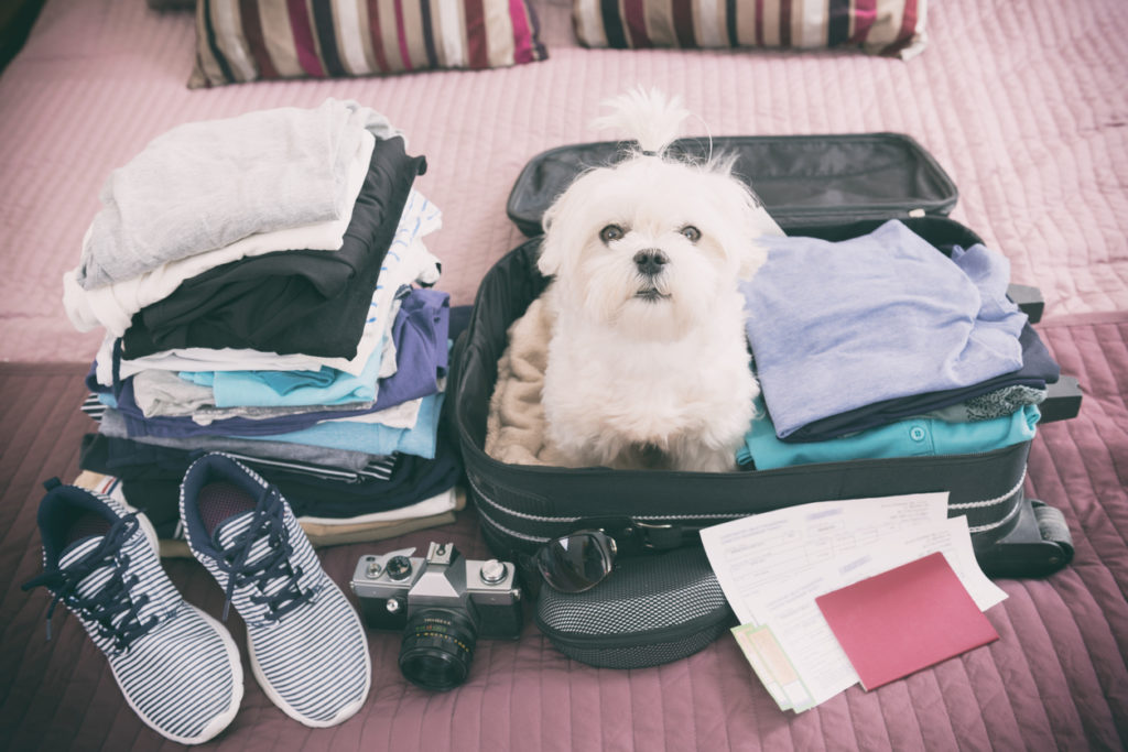 Traveling With Your Pet