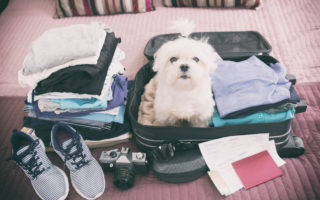 Traveling With Your Pet