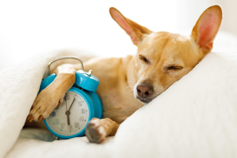 Office Pet Peeves | Sleeping Dog