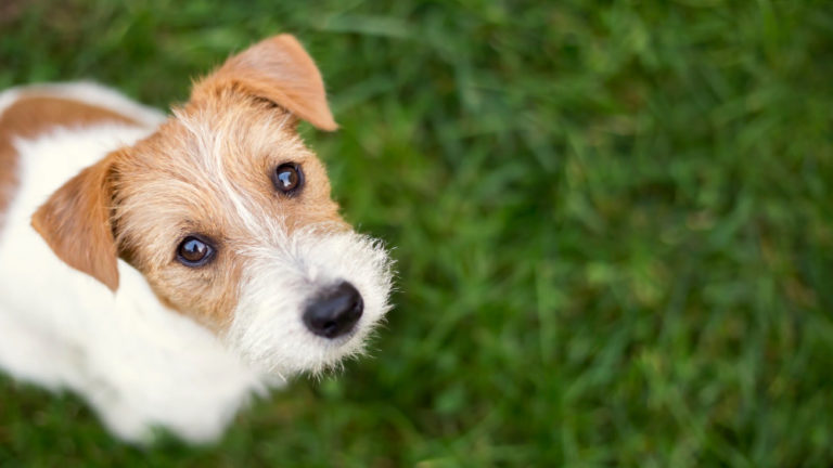 Pet Safety