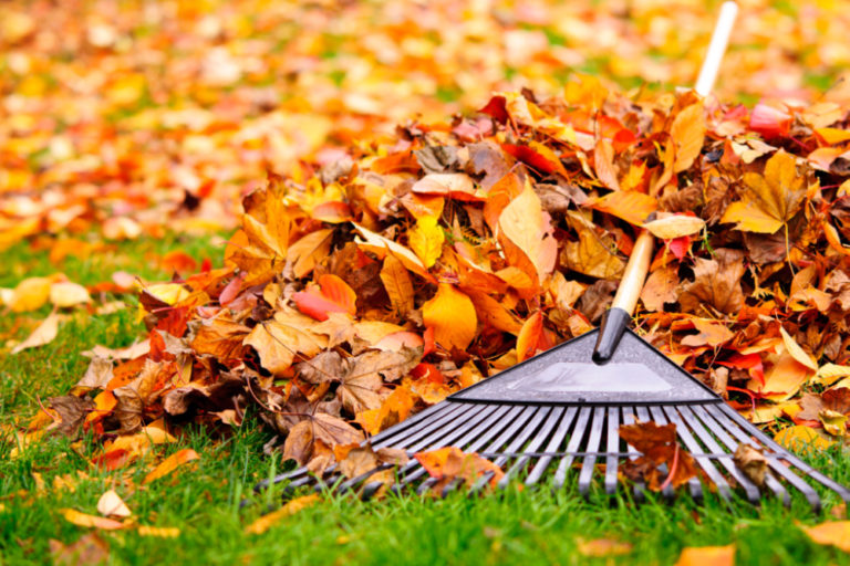 Fall