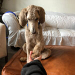 A Heavy Heart But Happy Life