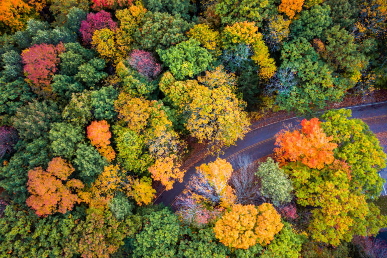 Fall Travel Etiquette | aerial shot of fall road and trees