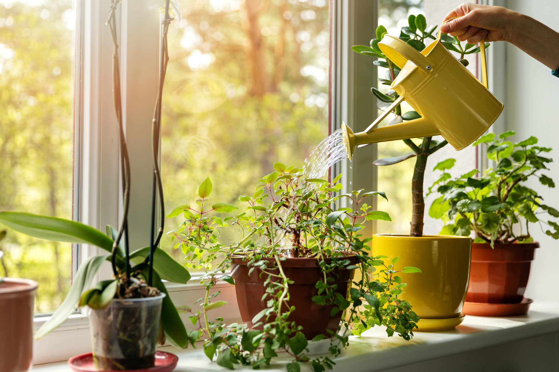 how to make friends | hand with water can watering indoor plants on windowsill