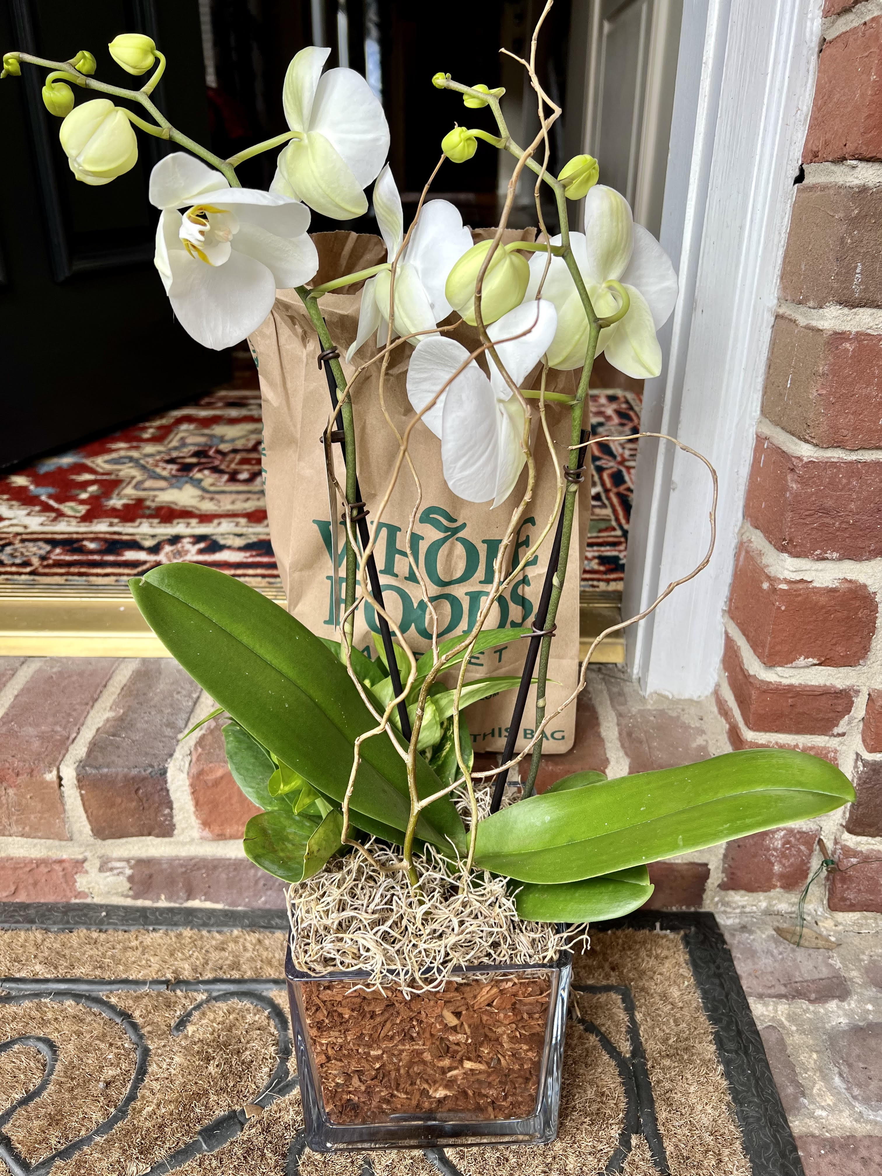 making friends | orchid on doorstep