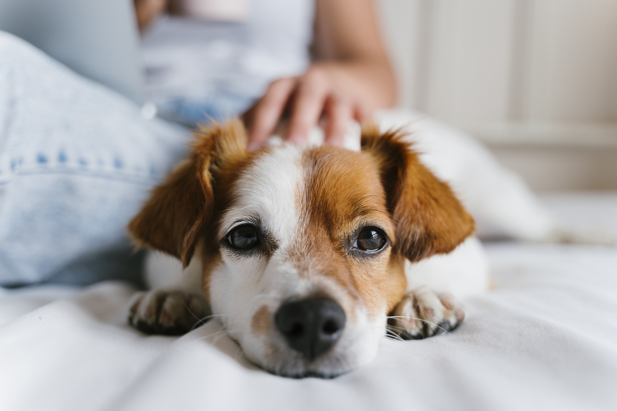 pet etiquette | young caucasian woman on bed working on laptop. Cute small dog lying besides. Love for animals and technology concept. Lifestyle indoors