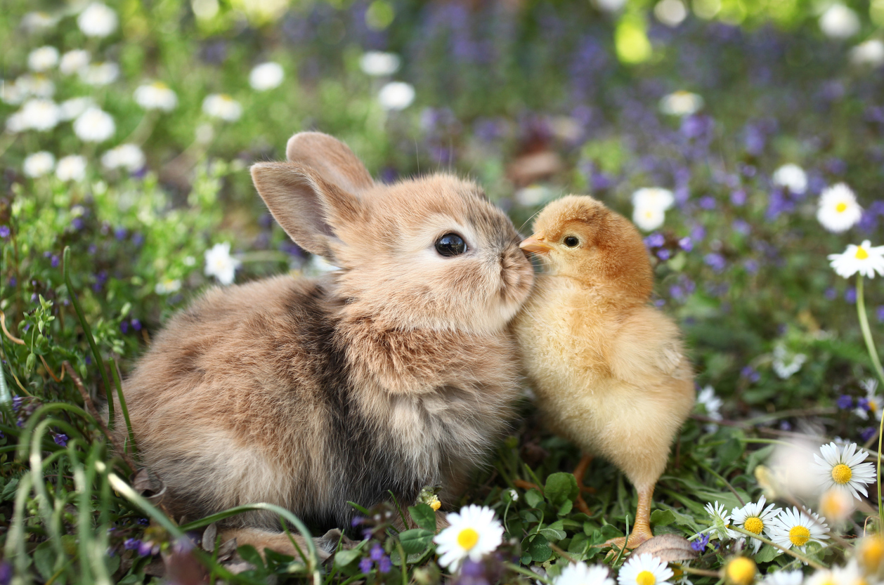Easter traditions | Here are rabbit bunny and chick.
