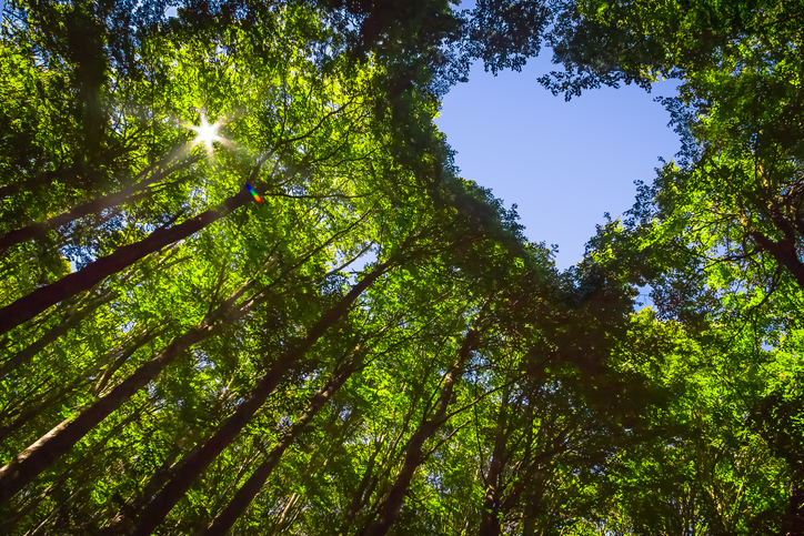 talking to your kids about tragedy | The Canopy of this Forest has a Heart Shaped Hole showing Blue Sky