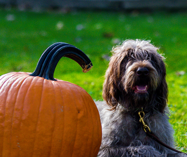 Dogs with pumpkins