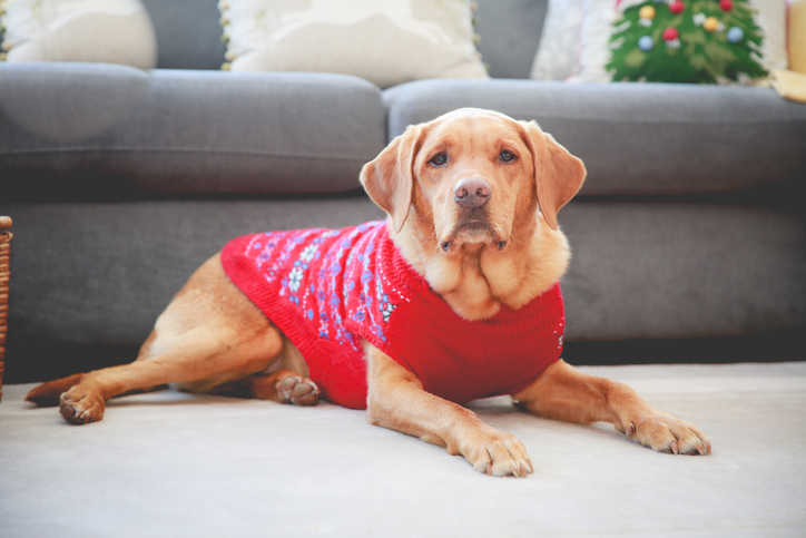 A home interior with a pet fox red Labrador retriever dog wearing a festive Christmas jumper with copy space
