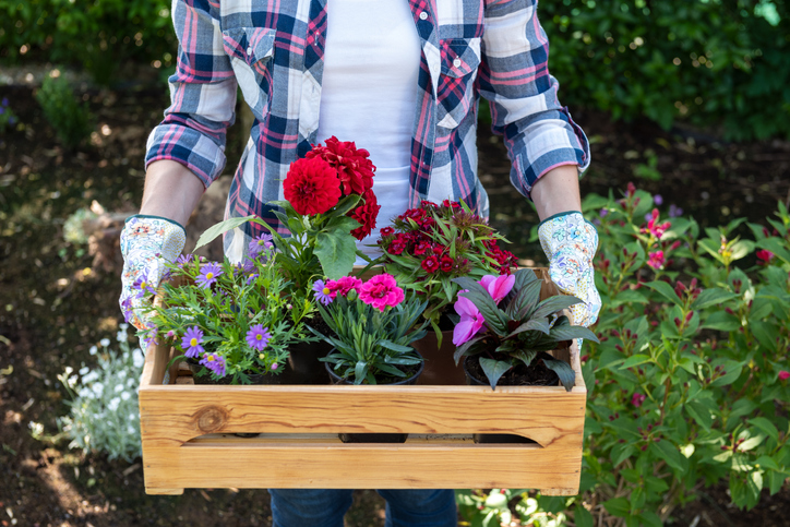 Young female gardener holding wooden crate full of flowers ready to be planted in a garden. Gardening hobby concept.