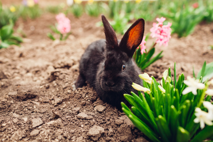 Easter luncheon etiquette | ask the etiquette expert | Little baby rabbit sitting among spring flowers in garden on farm. Easter concept