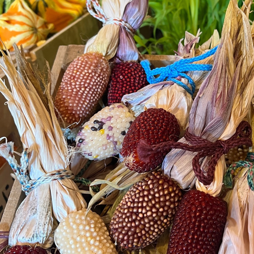 Colored Corn at Market