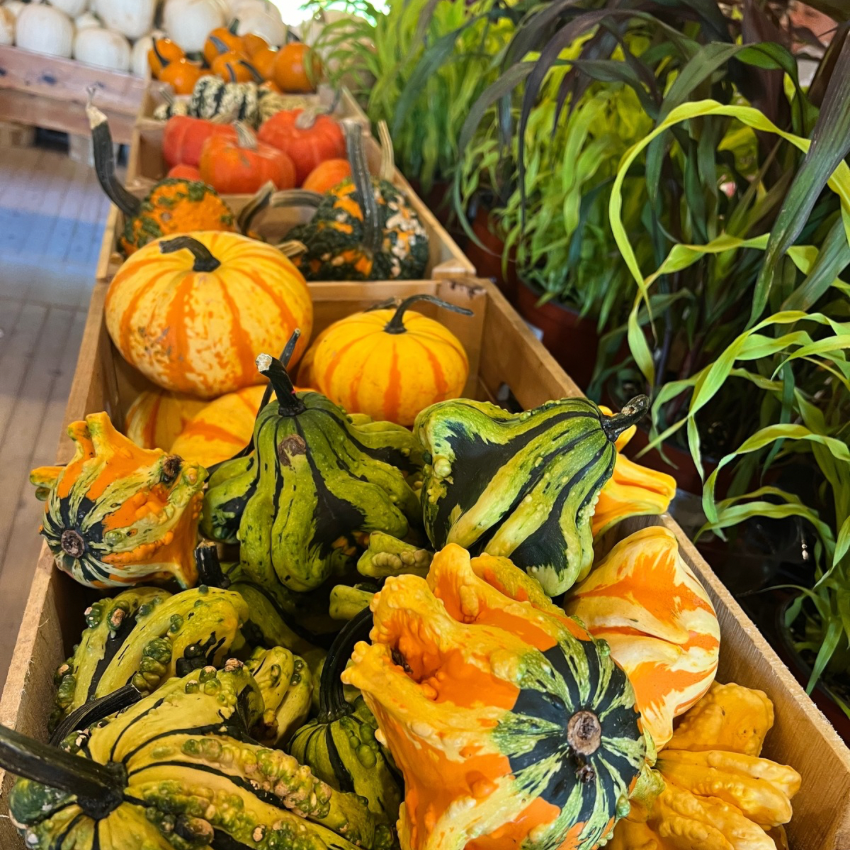 Fall gourds at Market