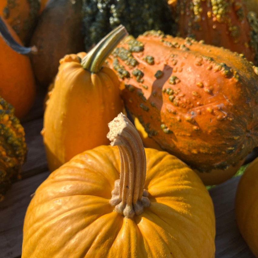 Pumpkins in outdoor market