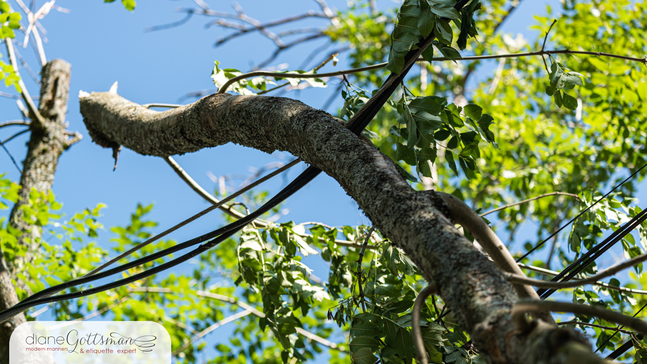 Disaster relief - trees and power lines down