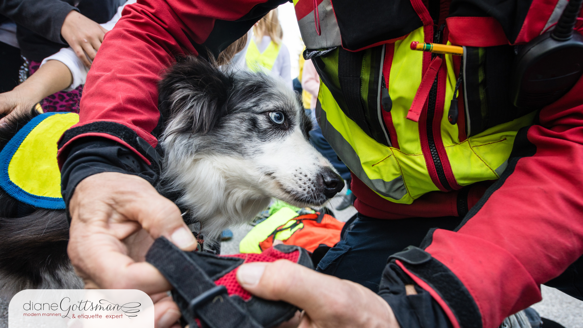 Black and white dog with blue eyes being helped after a natural disaster, held by volunteer in red vest