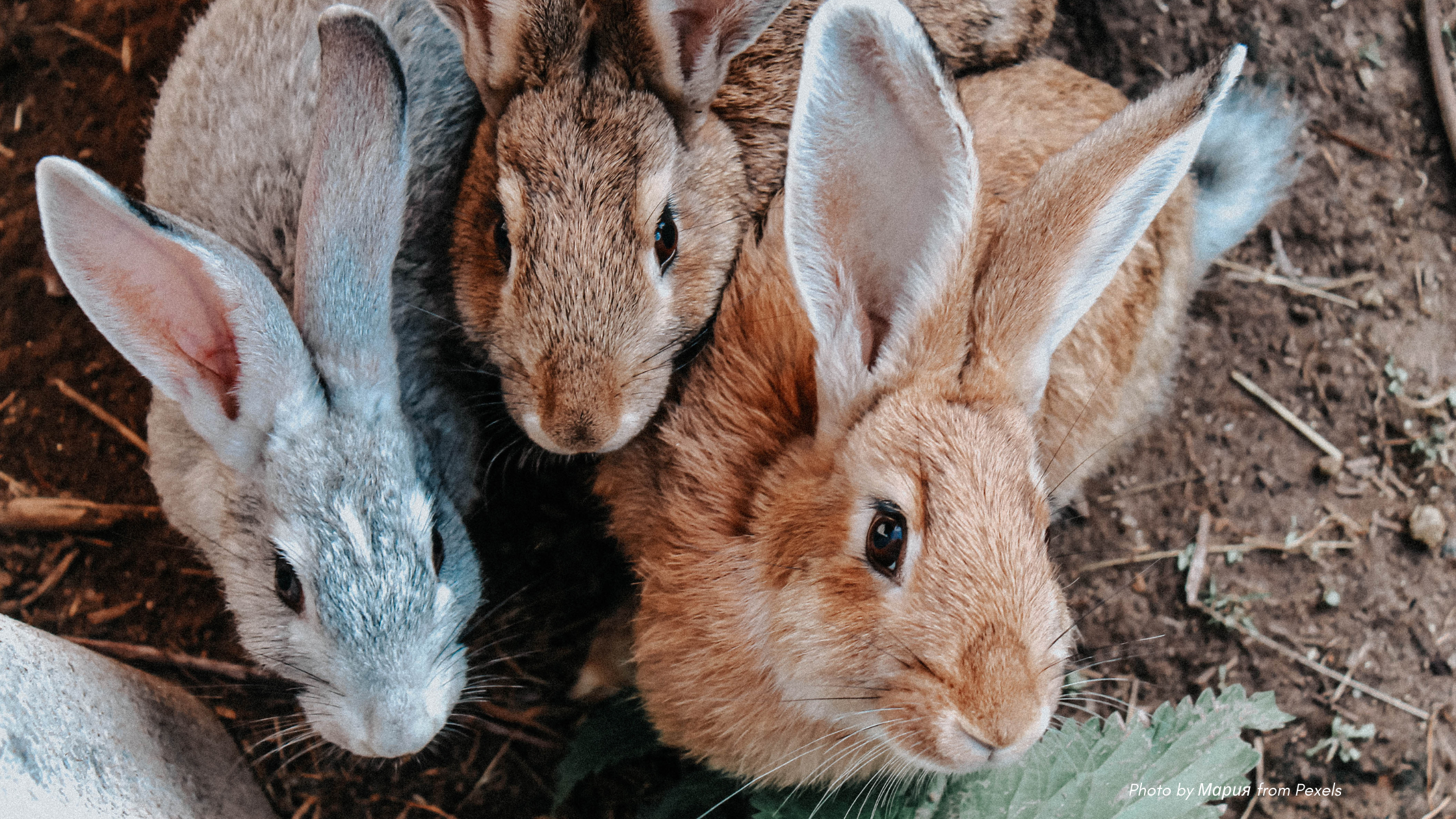 Easter Brunch tips from Etiquette Expert Diane Gottsman | three young bunnies from overhead in gray, brown, and caramel colors