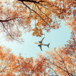 holiday air travel etiquette | Passenger airplane flying between autumn maple trees in the forest. bottom view.