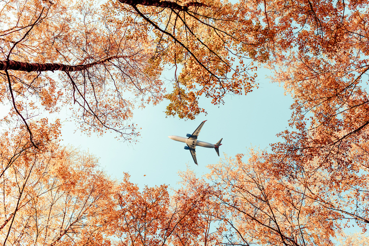 holiday air travel etiquette | Passenger airplane flying between autumn maple trees in the forest. bottom view.