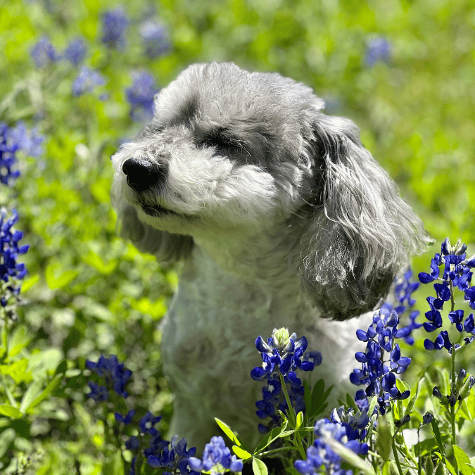 Sweet Marty in the flowers